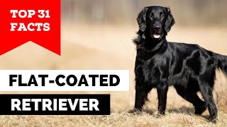 99% of FlatCoated Retriever Owners Don't Know This