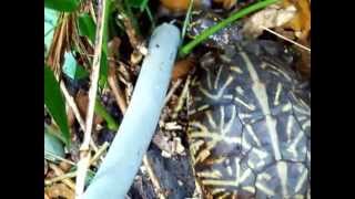 Tree climbing Florida box turtles