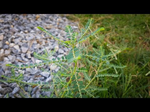 chamber-bitter:-this-is-all-you'll-ever-need-to-know-about-phyllanthus-urinaria