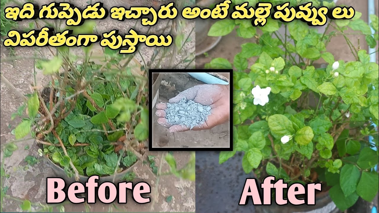 Jasmine plant care and tips// fertilizer for Jasmine plant// terrace