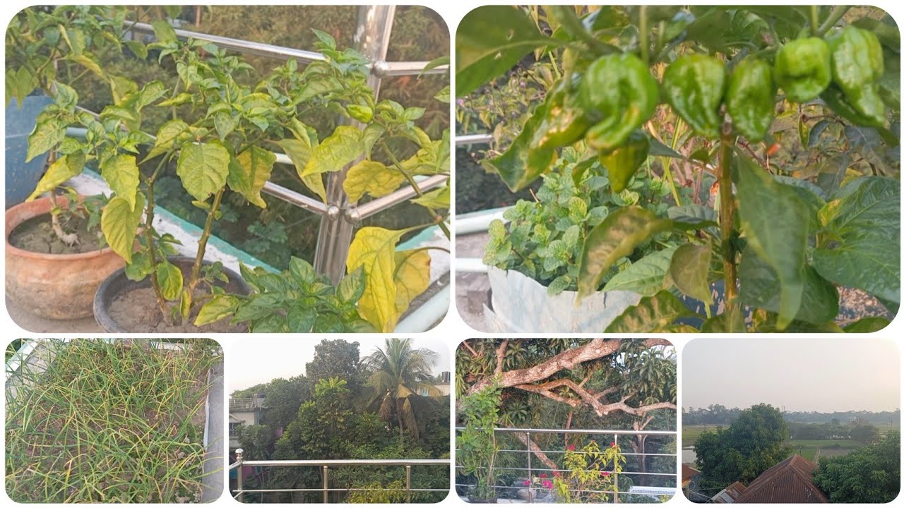 এক ছাদে এত সব গাছ! দেখলে মন ভরে যাবে।।🌷🌷🌷