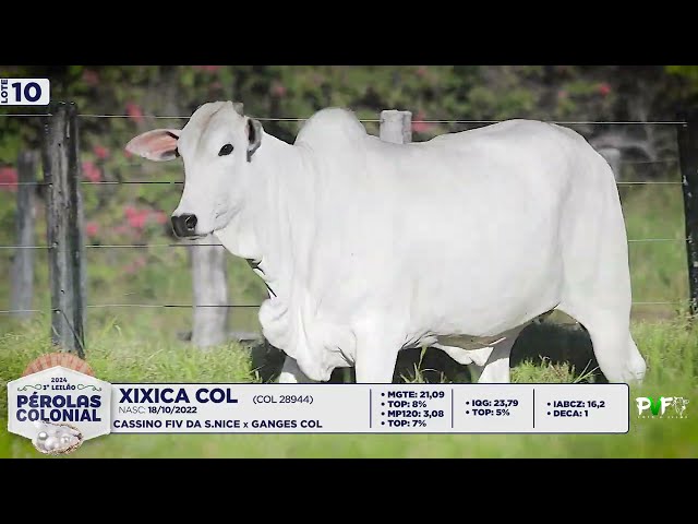 LOTE 10   COL28944   XIXICA COL