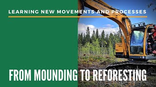 From Mounding To Integrated Reforesting Work