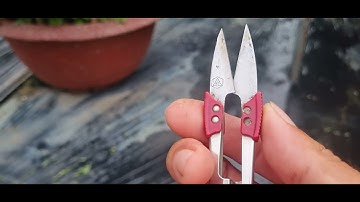 Bông cúc đại đóa tết 2025(27/11âl)#ToanNguuen#0335390179