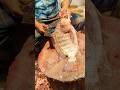 Most Popular Big Tilapia Fish Cleaning & Chopping By An Expert Fish Cutter, Bangladesh