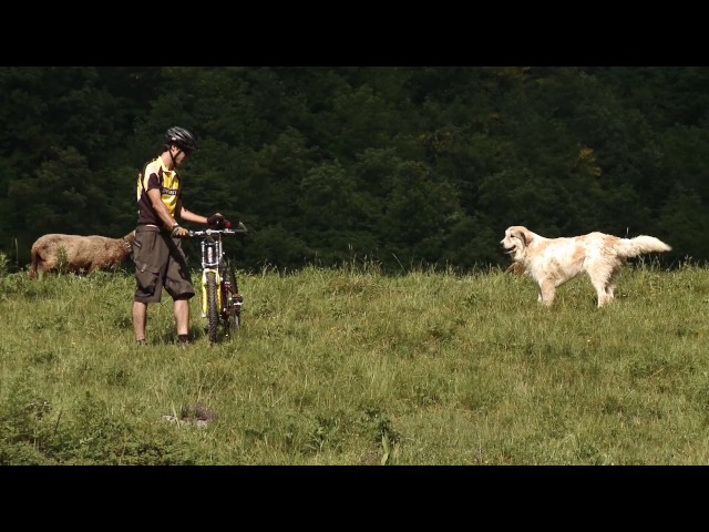 Watch Herdenschutzhunde: das richtige Verhalten gegenüber Herdenschutzhunden on YouTube.