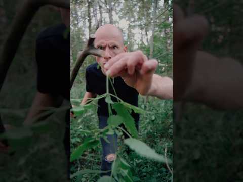 Обзор хайповой палки
