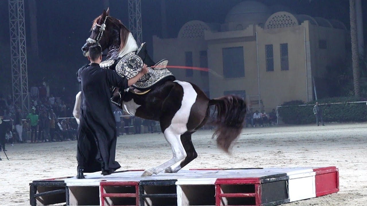 ملكة الهرم و ابراهيم غزال بطولة مصر الدولية لأدب الخيول العربية النسخة الرابعة 2022
