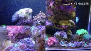 Aquarium Laut - LPS Reef Tank screenshot 4