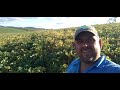 50 sacas por hectare tá previsto na calculadora feijão estilo