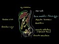 Bauch & Becken - Peritoneum (1/2) - Sagittalschnitt