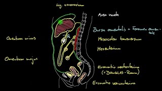 Bauch & Becken - Peritoneum (1/2) - Sagittalschnitt