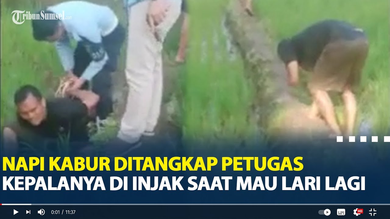 Viral Video Napi Kabur Ditangkap di Sawah dan Diinjak Pegawai Lapas Lubuklinggau