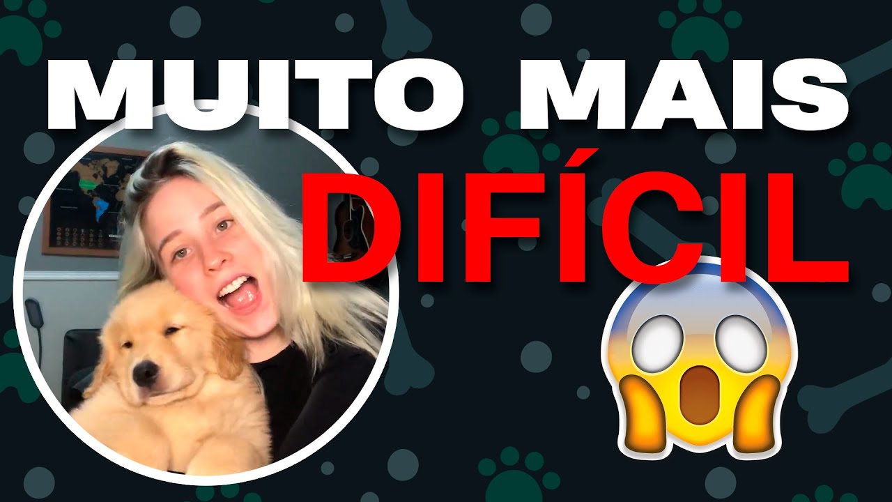 golden retriever morde