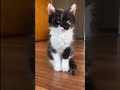 Prairie Dogs, Kittens, Penguins & Squirrels: Adorable Animal Mashup! #shorts
