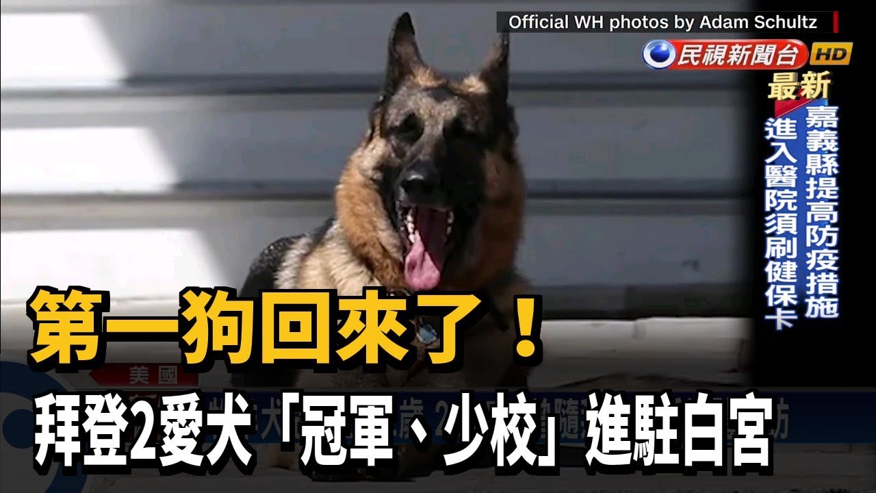 第一狗回來了 牧羊犬冠軍 少校進駐白宮 民視新聞 Youtube