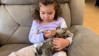 Cuddling her purring ragamuffin kitten Sophie by Gregory Bennett 249 views 3 years ago 1 minute, 10 seconds
