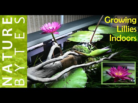 How to grow Water Lily in Aquarium| Growing Water Lily Indoor |Bulls Eye Lily| Albert Greenberg Lily