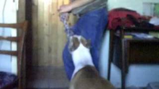 My Amstaff Sasha Style - Play Time