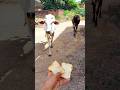 प्यारी बछिया #cow #shortsfeed #cows #shortvideo #gaumata #ytshorts #cowvideos #shorts #cowvideo #yt