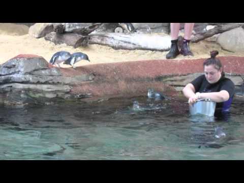 Nourriture des Pingouins - Sea Life Sanctuary