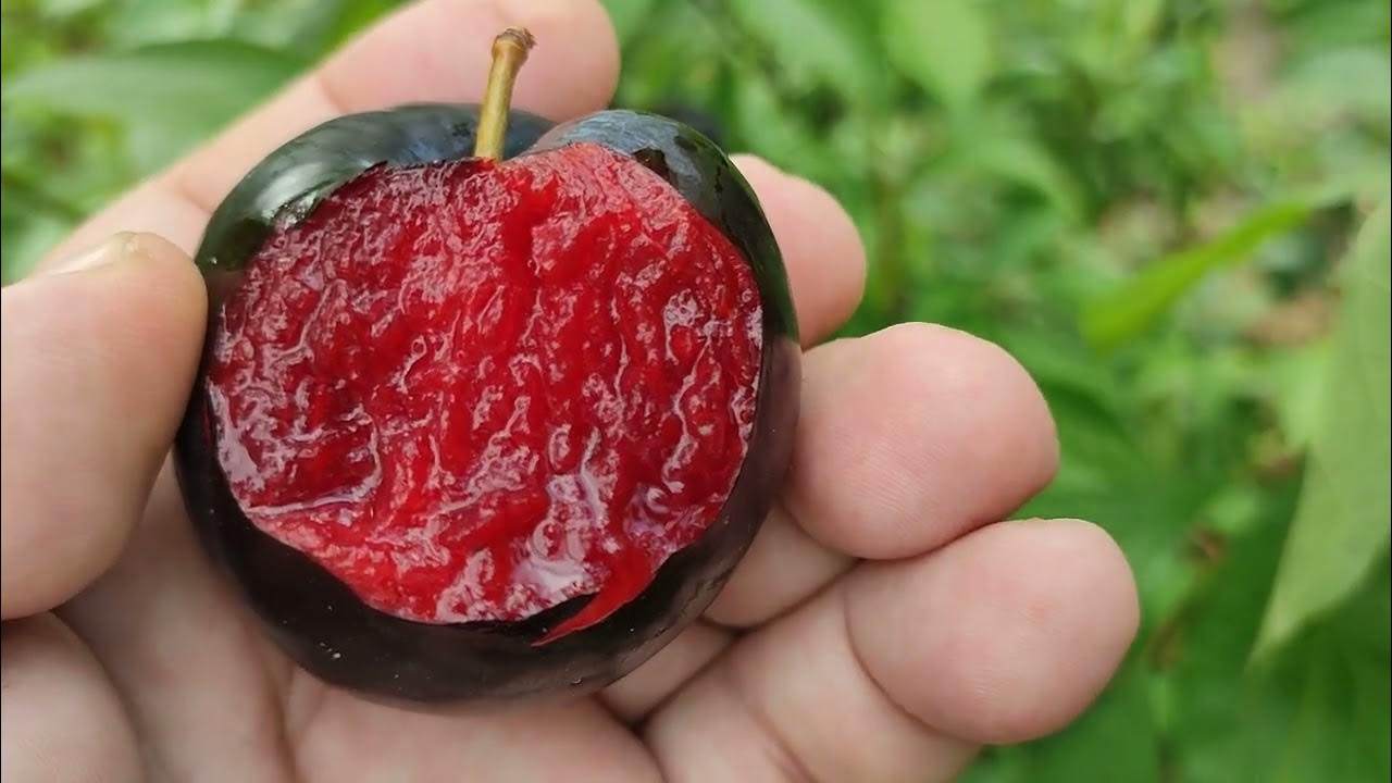 Розкішна слива диплоїдна сорт Блек Сплендор (plum Black Splendor ...