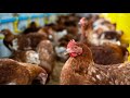 Chicken Sounds For Kids صوت الدجاجة للأطفال 