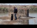 Dog Training Labrador Retriever - bumper boy
