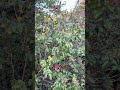 Super colorful tree on the side of the road