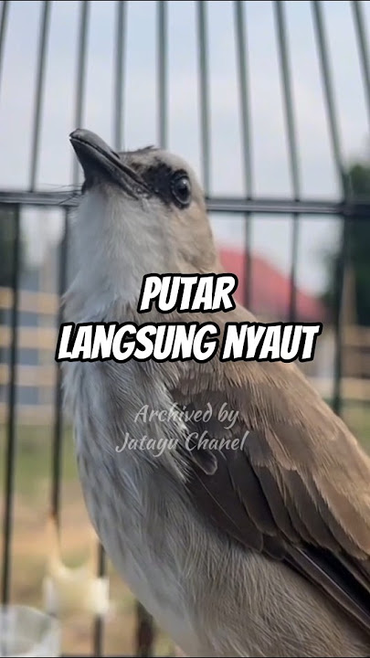 PUTAR LANGSUNG NYAUT #trucukan #trucuk #trucukbetinamemanggiljantan #trucukjantan #trucukangacor