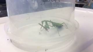 Praying Mantis eating cricket