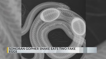 New Mexico Wildfire Center helps Sonoran gopher snake that ate two decoy eggs