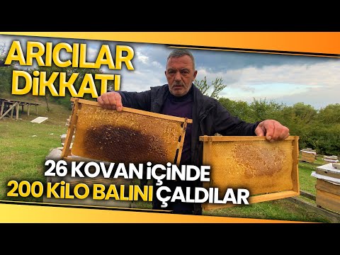 Bal Üreticisine Hırsızlık Şoku, 200 kilo bal çaldılar