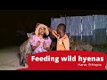 Teaser | ድፍረት የሚጠይቀው ጅብ ማብላት በሀረር | Feeding hyenas in Ethiopia #Harar