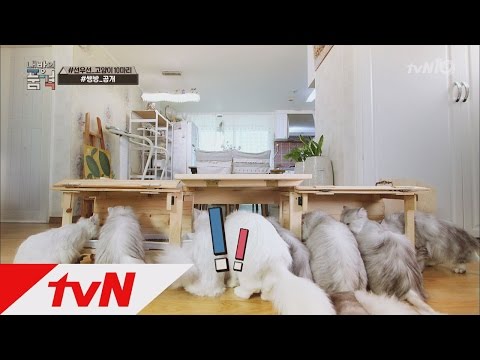 Myroom 고양이 무한사랑! 고가의 편백나무 맞춤가구 160406 EP.15