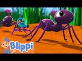 Blippi Wonders - Ants | Learning Videos For Kids | Education Show For Toddlers