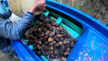 Quẹo Cần Giờ Tập 20: Trúng Ổ Dộp Gần Đầy Vỏ Lãi