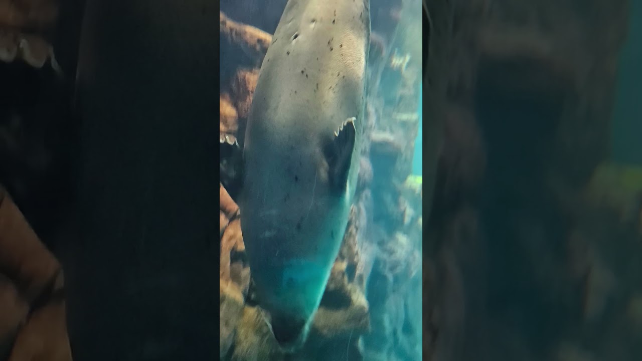 Healing music Osaka Aquarium3 #animals #peacefulwaves #wildlife