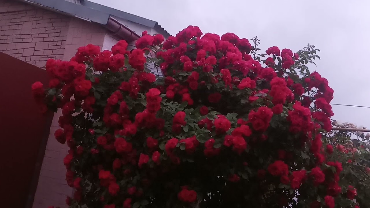 Роза Фламентанц украшение каждого сада.