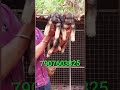 Urgent Sales! Top quality German Shapherd Puppy For Sale Only 9500 in Kerala ||Pet 4 U