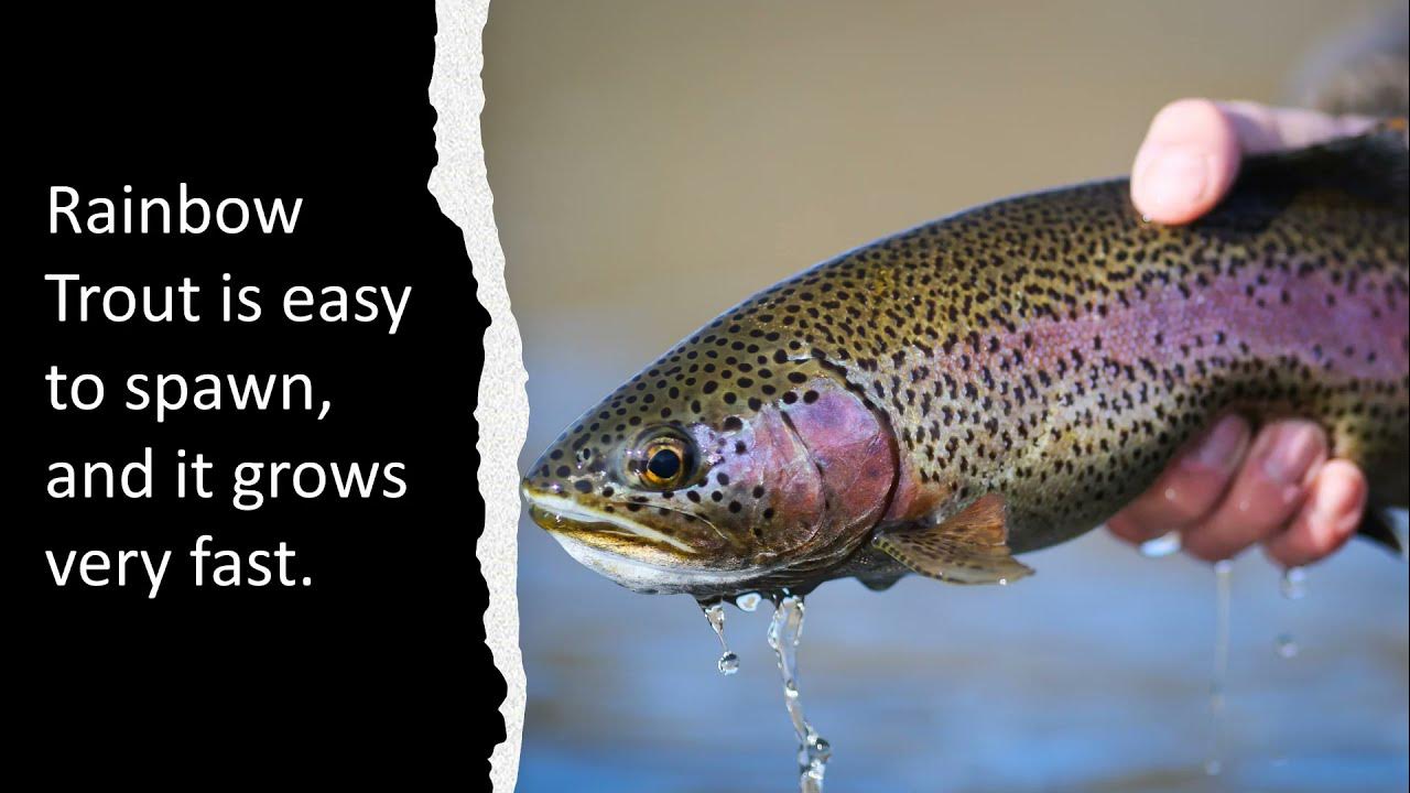 Facts About Rainbow Trout 