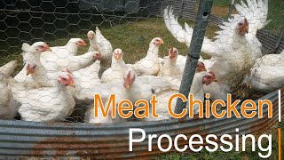 Slaughtering And Butchering - OUR Meat Chicken Process