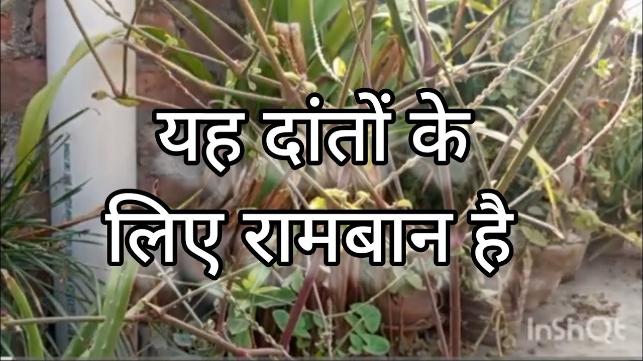 यह पौधा नहीं दांतों के लिए अमृत है 👆 #चिड़चिड़ी#Chidchidi