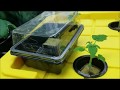 How to Sprout Seedlings in Rockwool   Easy Hydroponics For Beginners