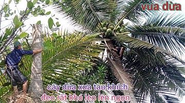 Vua Dừa Miền Tây// cây dừa xưa rất cao trái sai quằng tàu dừa  khích đeo leo trèo rất khó khăn
