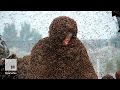 A man covered himself with 1.1 million bees to feel alive for the first time | Mashable