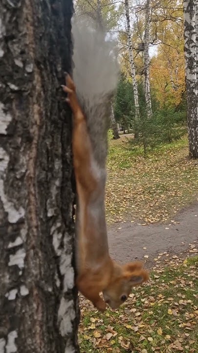 Один из белохвостых бельчат этого года, они все разные. Этот обитает ...