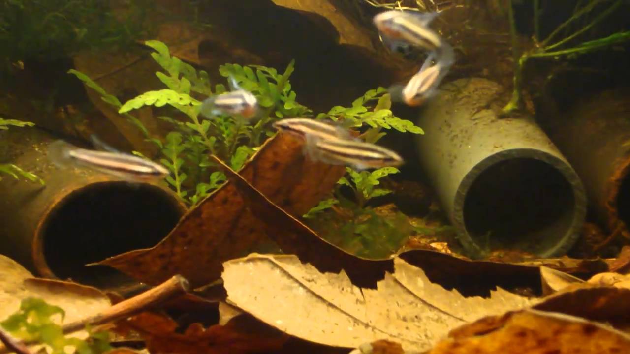 Fire Red Licorice Gourami Parosphromenus sumatranus (?) YouTube
