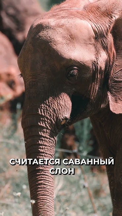 📍Самые сильные животные в мире #новости #рекомендации - YouTube