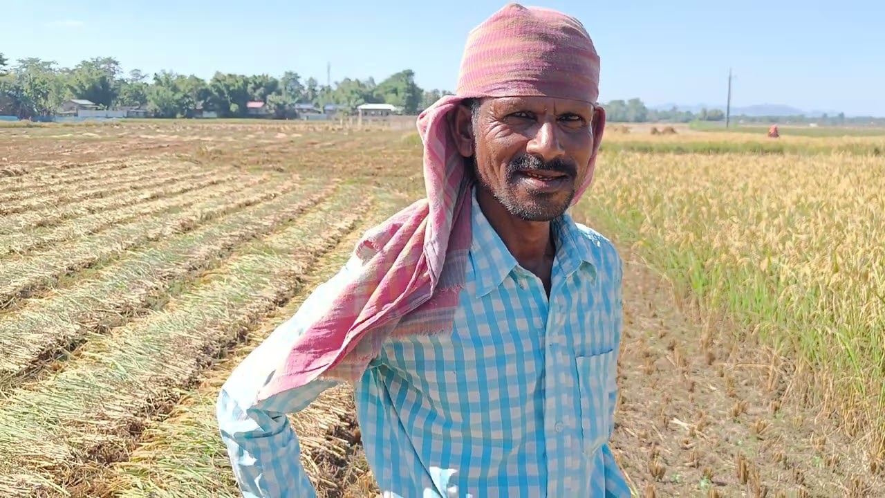 এক বিঘাঁ মাটিত মেশিন দিয়ে ধান কেটে 1100  টাকা খৰচ কম কৰাৰ উপায় (মেশিন মালিক No.9957818362)ASSAM